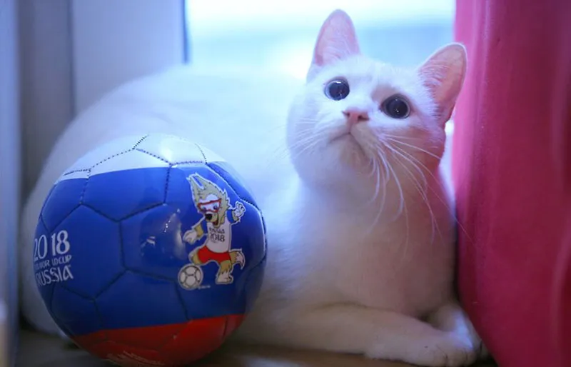 Cả mèo Achilles, robot Baxter đoán chính xác Nga thắng Saudi Arabia - Bóng Đá