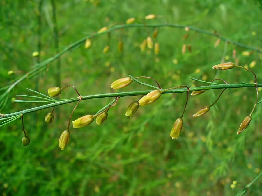 cay0canh-ra-hoa-6