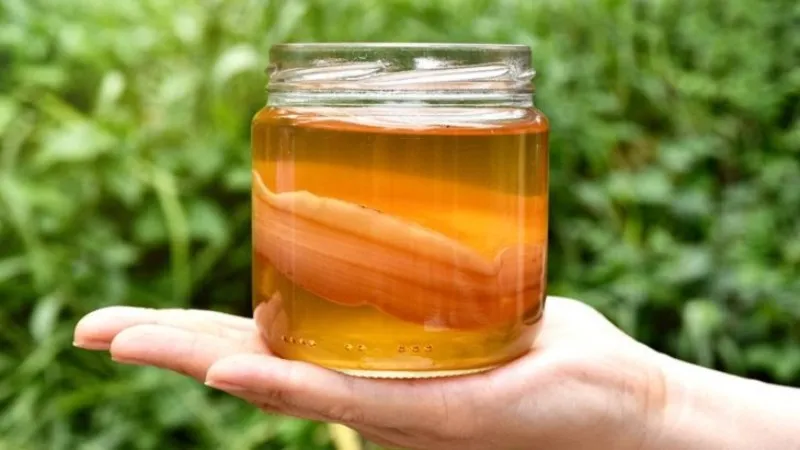 kombucha-la-gi-loi-ich-va-nhung-luu-y-khi-su-dung-tipsnote-800x450-2