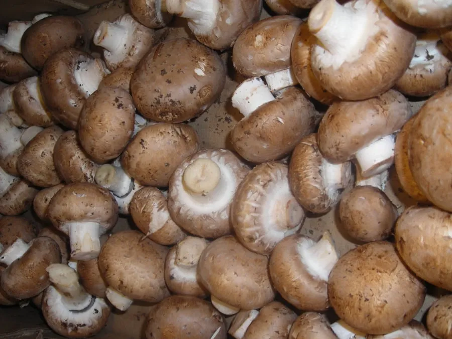 Agaricus_bisporus_5112261430_8556037af0_b