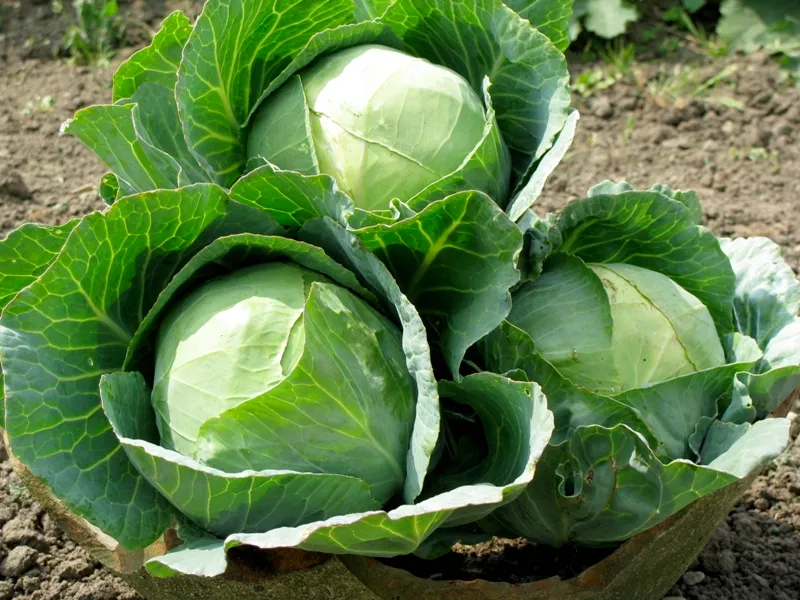 homemade-cabbage-ointment