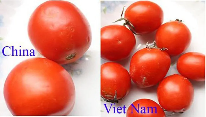 Cà chua Trung Quốc quả to căng mịn tròn đều hơn của Việt Nam
