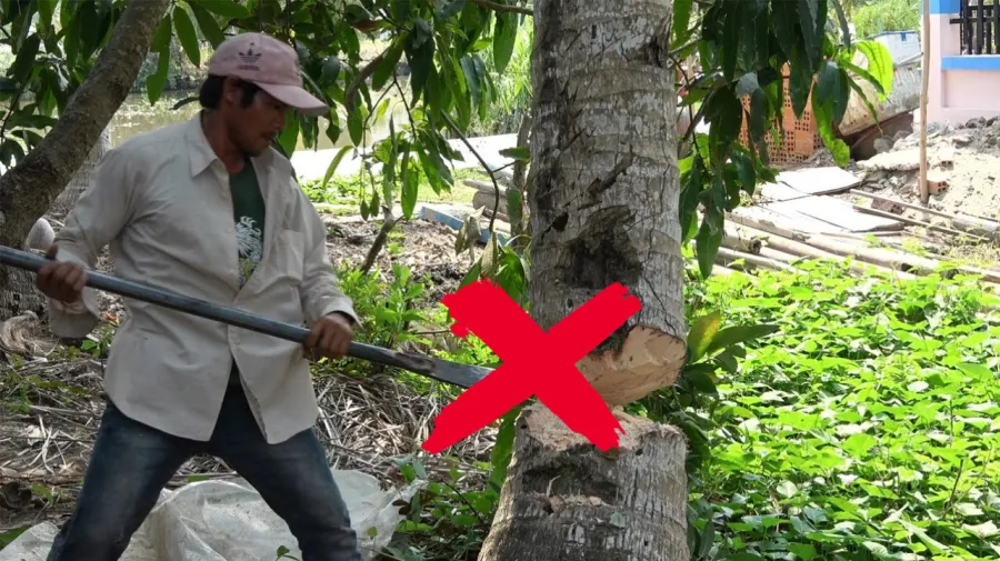 Dừa là một loại cây được trồng khá phổ biến ở nước ta, không chỉ cho quả mà còn mang nhiều ý nghĩa tốt lành trong phong thủy. 