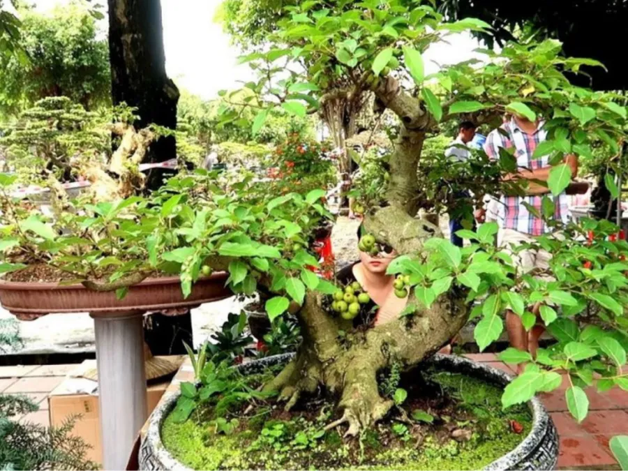 sung-bonsai3