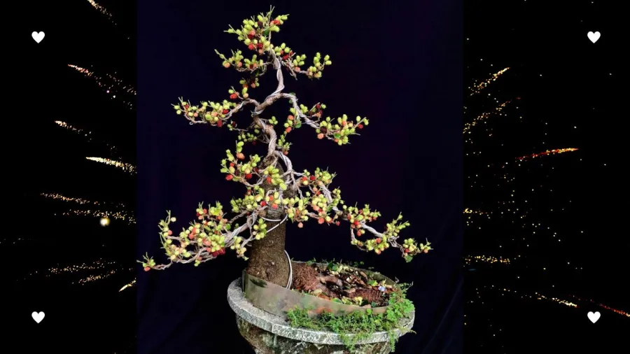 bonsai-dau-tam-phong-thuy