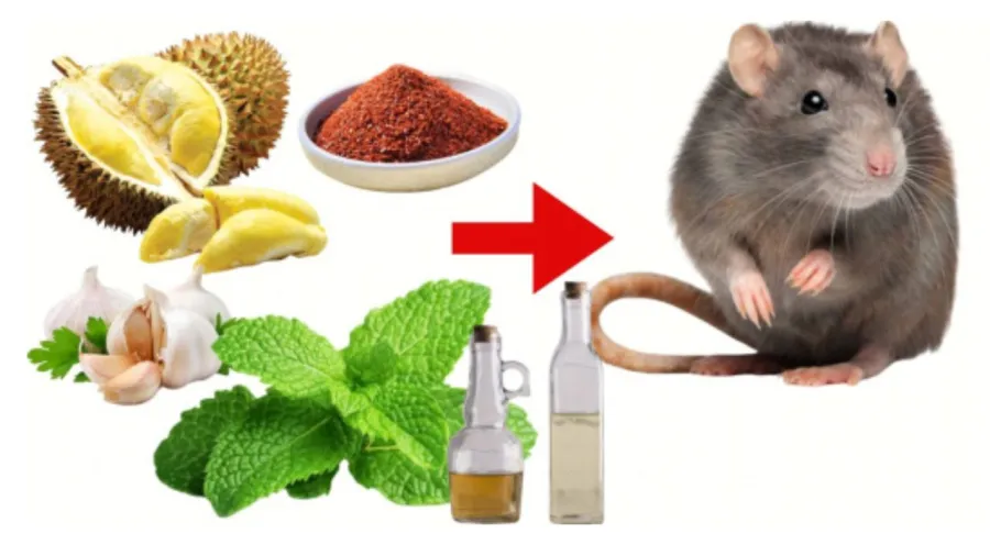 Nhiều nguyên liệu trong bếp giúp đuổi chuột