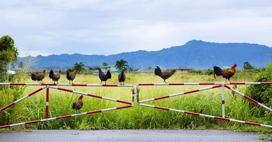 Trên đảo Kauai, ngàn con gà hoang, còn được gọi là moa, tự do dạo bước khắp nơi