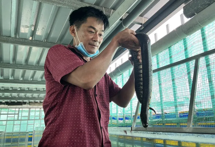 Anh Trương Thành Ngôn chia sẻ rằng vào năm 2016, anh bắt đầu nuôi rắn ri voi sau khi được một người hàng xóm tặng cho một cặp rắn từ môi trường tự nhiên