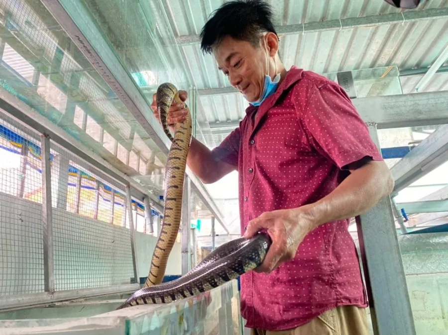 Anh Ngôn có doanh số bán hàng là hơn 2,000 rắn giống mỗi năm, từ đó thu về lợi nhuận hơn 200 triệu đồng