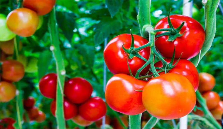 Cách trồng cà chua trong chậu cho quả sai trĩu trịt
