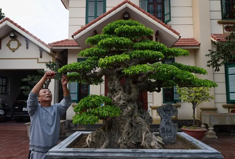 Loại cây này rất chuộng để trồng làm cây phong thủy, cây cảnh bonsai trang trí
