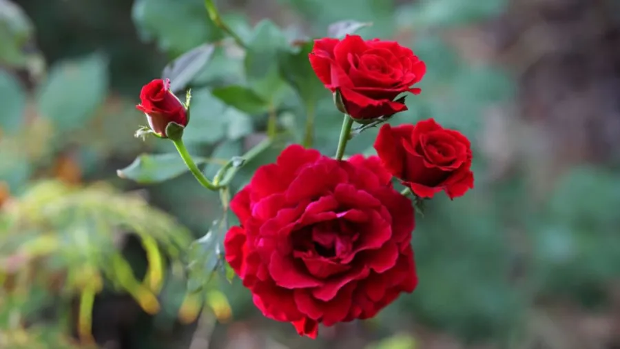 Hoa hồng đẹp và sang trọng