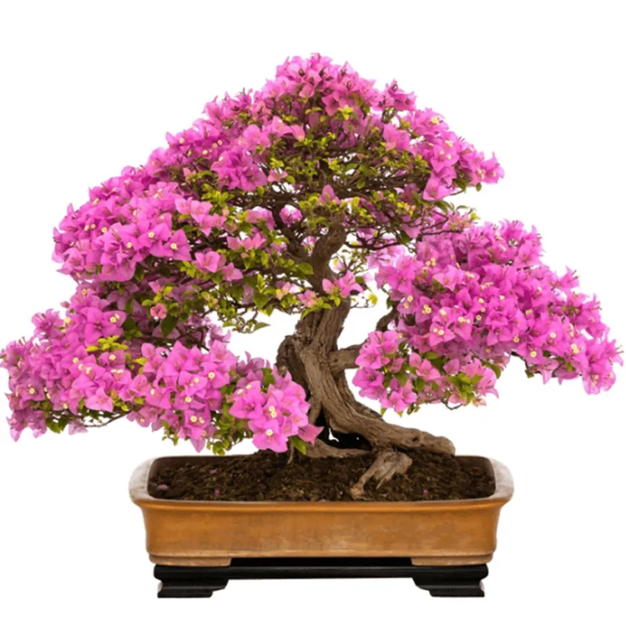 Hoa giấy bonsai