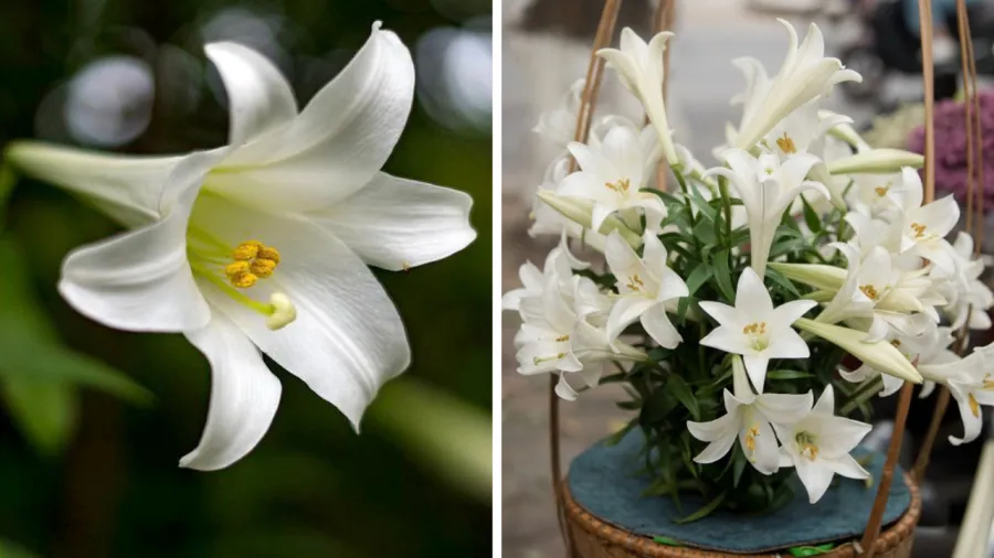 Hoa loa kèn được mệnh danh là loài hoa của tháng 4.