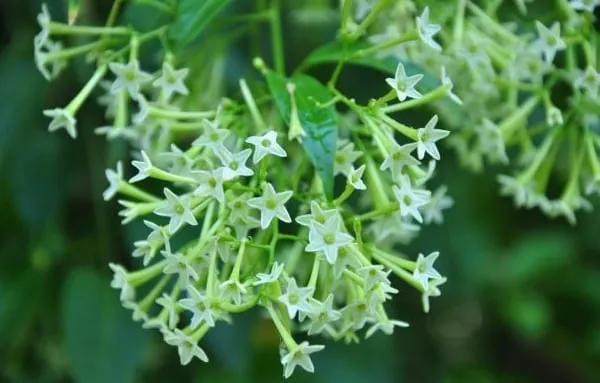 Hoa dạ lý hương, hay còn được gọi là hoa lý xiêm la, là một loại cây mang lại không chỉ vẻ đẹp của mình mà còn hương thơm dễ chịu.