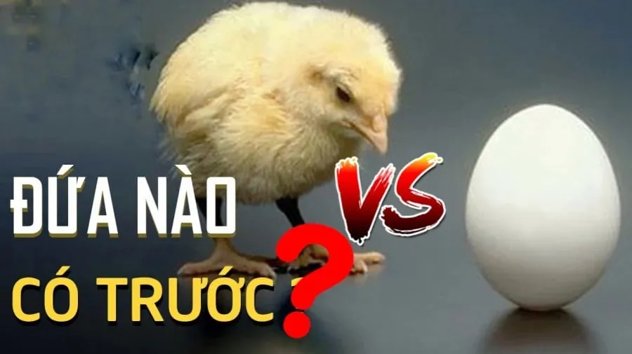 Giải đáp thắc mắc con gà hay quả trứng có trước?