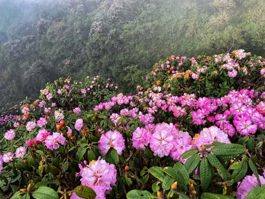 Hoa đỗ quyên nở rộ trên đỉnh núi Hoàng Liên Sơn (Sa Pa, Lào Cai).