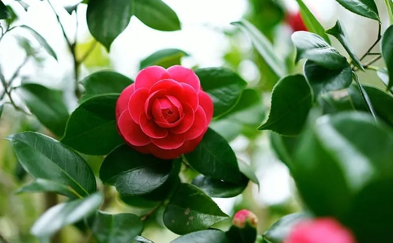 Hoa trà có màu đỏ màu của sự may mắn và lạc quan, tràn ngập sức sống