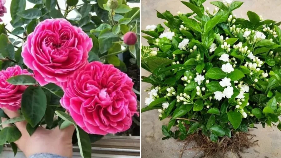 Hoa hồng và hoa nhài là những loài hoa có hương thơm dễ chịu, có thể trồng ở khu vực ban công.