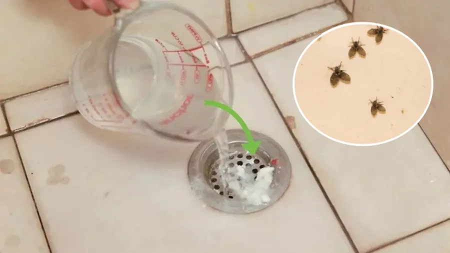 Có nhiều cách để ngăn chặn sự phát triển của các loại côn trùng nhỏ trong nhà tắm.