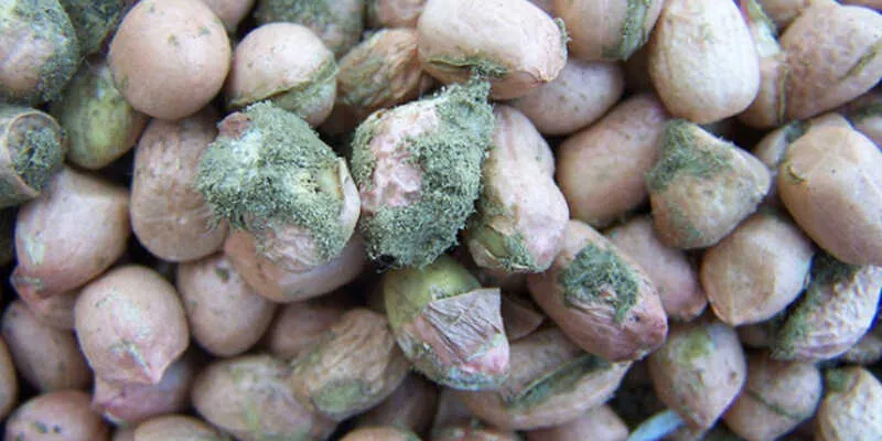 Sự xuất hiện của mốc trên các loại hạt là một vấn đề đáng lo ngại về an toàn thực phẩm