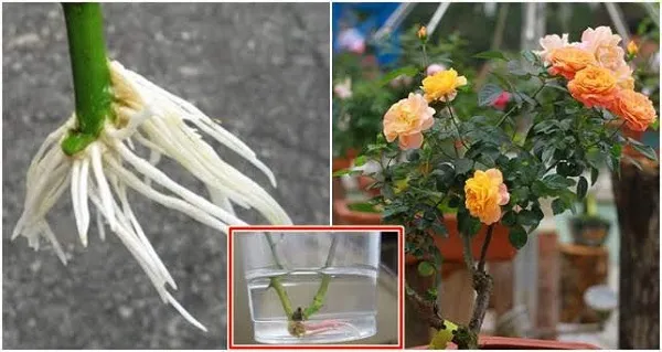 Phương pháp thủy canh hoa hồng sử dụng nước để kích thích cành hồng phát triển rễ một cách nhanh chóng