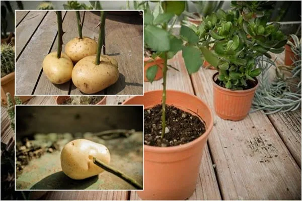 Phương pháp trồng hoa hồng từ cành cắt ghép vào củ khoai tây là một kỹ thuật vô cùng thú vị
