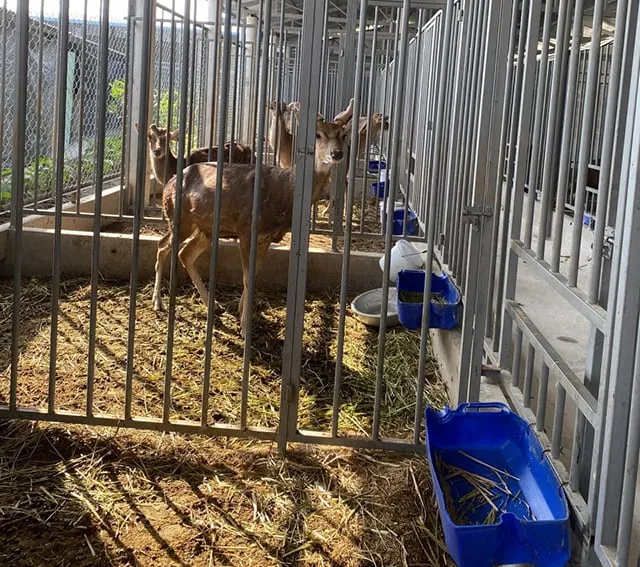 Vào năm 2018, anh Dân quyết định đầu tư vào 11 con hươu sao được chọn mua từ tỉnh Hà Tĩnh