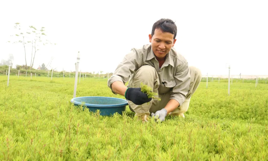 Với quyết tâm không ngừng hiện nay rau nhót Xứ Nghệ đã được phân phối rộng rãi tại nhiều tỉnh thành trên cả nước