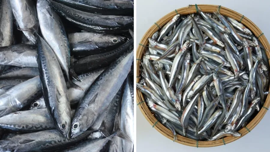 Cá ngừ và cá cơm (bên phải) là những loại cá đánh bắt tự nhiên, có giá trị dinh dưỡng cao.