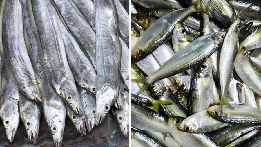 Cá hố (bên trái) và cá trích được đánh bắt trong tự nhiên, có giá trị dinh dưỡng cao, tốt cho sức khoẻ.