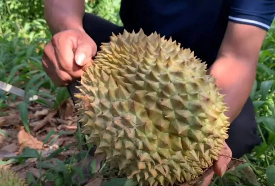 Bổ sầu riêng chín không hề khó.