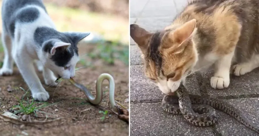 Một trong những lý do chính khiến mèo không sợ rắn là kích cỡ của chúng