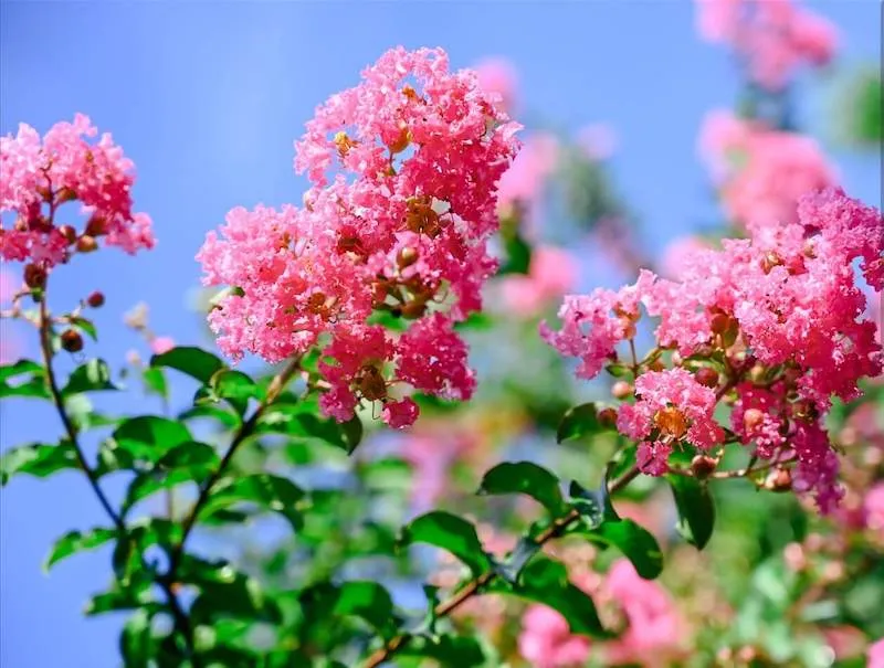 Hoa tường vi là loài hoa đại diện cho phẩm chất cao quý, sang trọng.