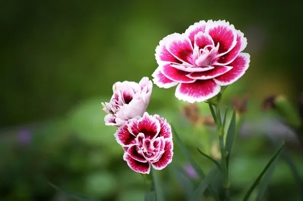 Hoa cẩm chướng có thời gian nở kéo dài, thậm chí có những loại nở quanh năm