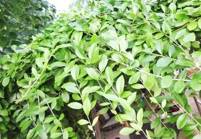 Cây cúc tần Ấn Độ còn rất dễ trồng lại phát triển nhanh, có thể chịu được sự khắc nghiệt của thời tiết.