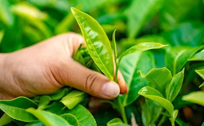 Polyphenol trong trà xanh có nhiều lợi ích cho sức khỏe như ngăn ngừa sưng viêm, bảo vệ sụn khớp, giảm thoái hóa, chống nhiễm trùng và hạn chế sự phát triển của tế bào bất thường ở cổ tử cung. 