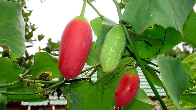 Nhiều người lầm tưởng cây bình bát dây là cây dại, và e ngại không dám ăn vì quả chín có màu đỏ rực