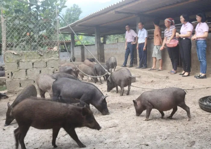 Để giúp đỡ đồng bào phát triển mô hình nuôi lợn đen bản địa, huyện Mù Cang Chải đã tăng cường công tác tuyên truyền, nâng cao nhận thức về chăn nuôi, chăm sóc đàn vật nuôi
