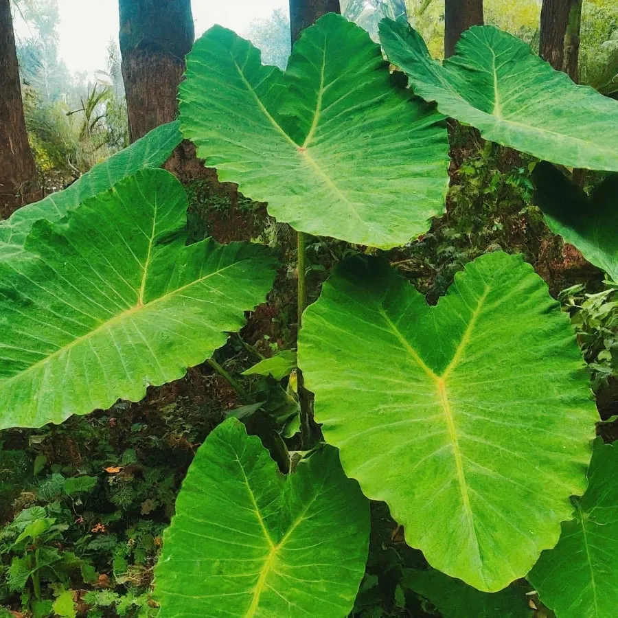 Cây khoai nước