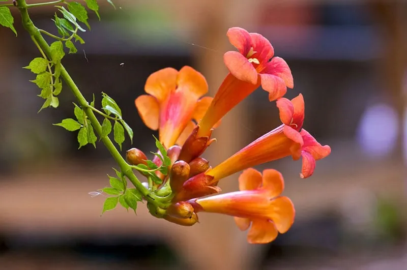Hoa đăng tiêu, còn được biết đến với những tên gọi khác như hoa nữ uy, hoa cát tường