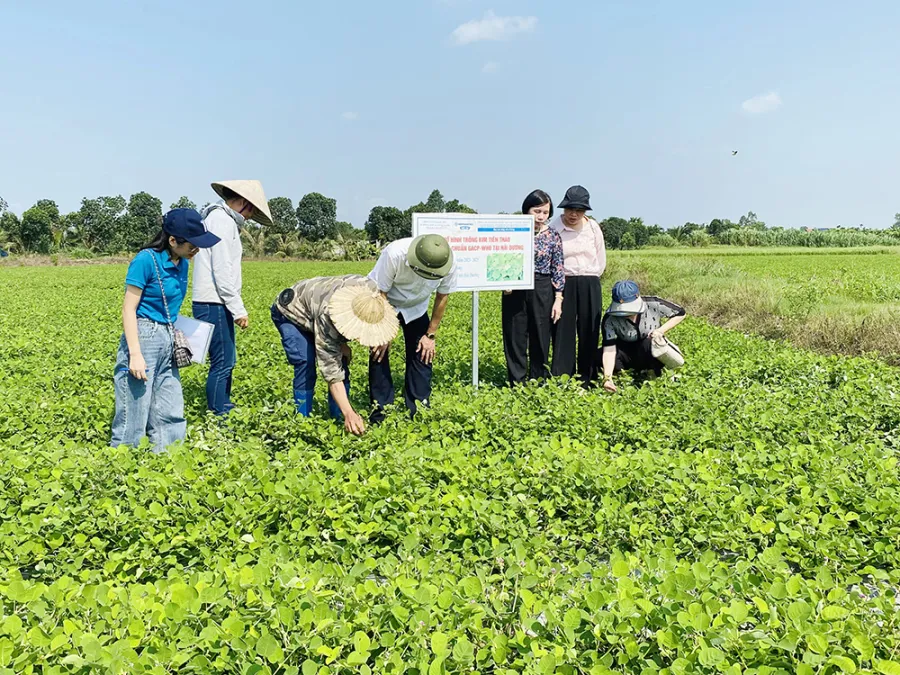 Kim tiền thảo có tác dụng lợi tiểu, giúp tăng thể tích nước tiểu và làm chậm quá trình phát triển của viên sỏi