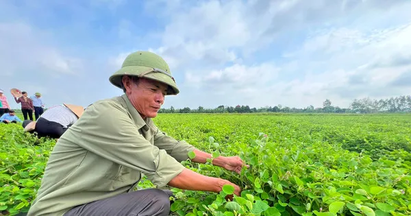 Anh Cường cho biết, quy trình thu hoạch kim tiền thảo khá đơn giản