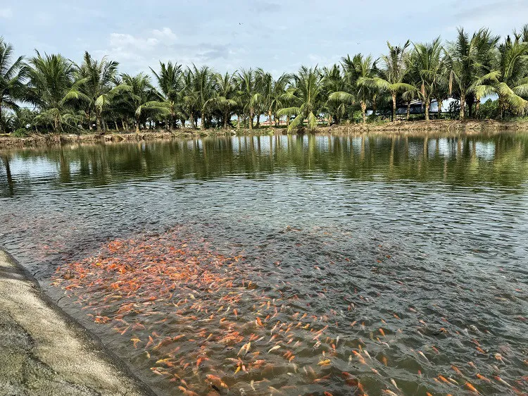 Yếu tố quan trọng nhất trong việc nuôi cá Koi là phải có kỹ thuật vững vàng, biết cách điều chỉnh nhiệt độ và nguồn nước để tránh cho cá bị sốc nhiệt