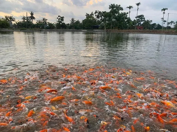 Bắt đầu từ 2ha đất gia đình, anh Quân đã mở rộng trang trại cá Koi của mình lên tới 5ha với 15 ao nuôi, trở thành trang trại cá Koi lớn nhất Hải Phòng