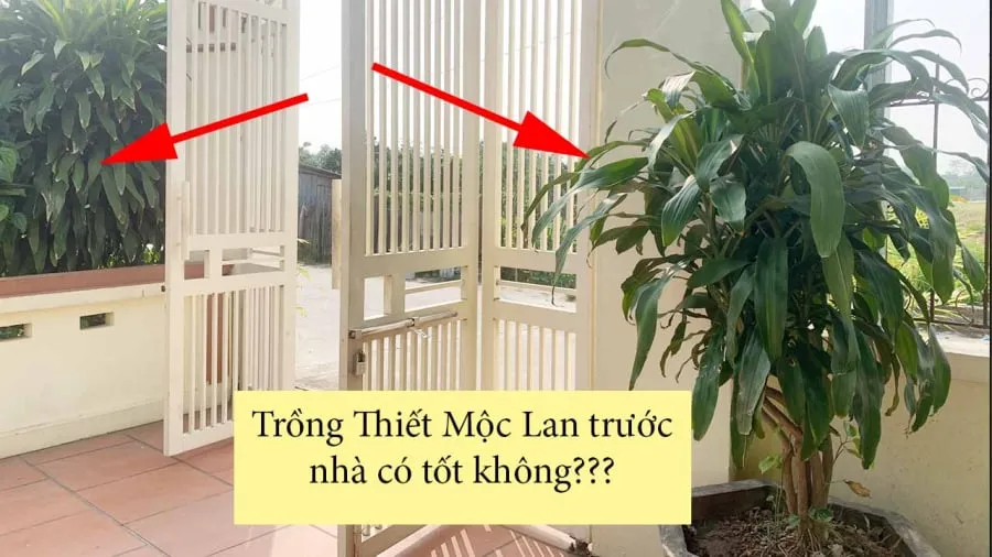 Trồng cây thiết mộc lan để trong nhà giúp mang lại may mắn, cuộc sống thuận lợi, phú quý, giàu sang cho gia chủ