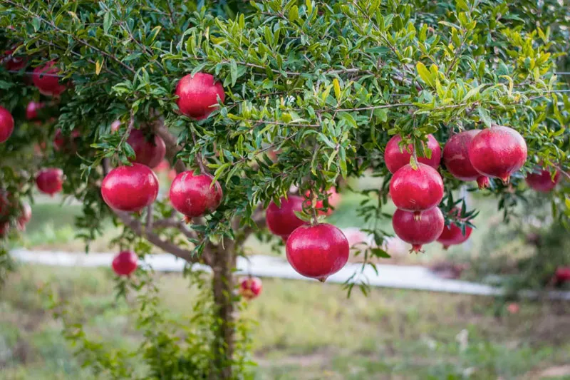 Cây trồng may mắn