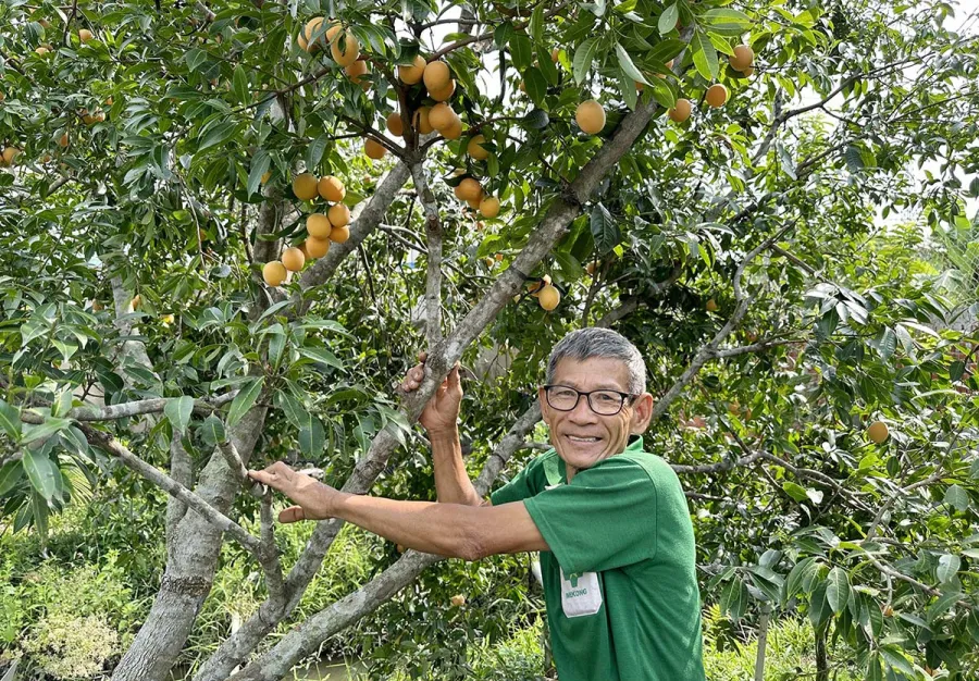 Ông phát hiện ra một giống thanh trà ngọt có năng suất cao và đều đặn mỗi vụ mùa