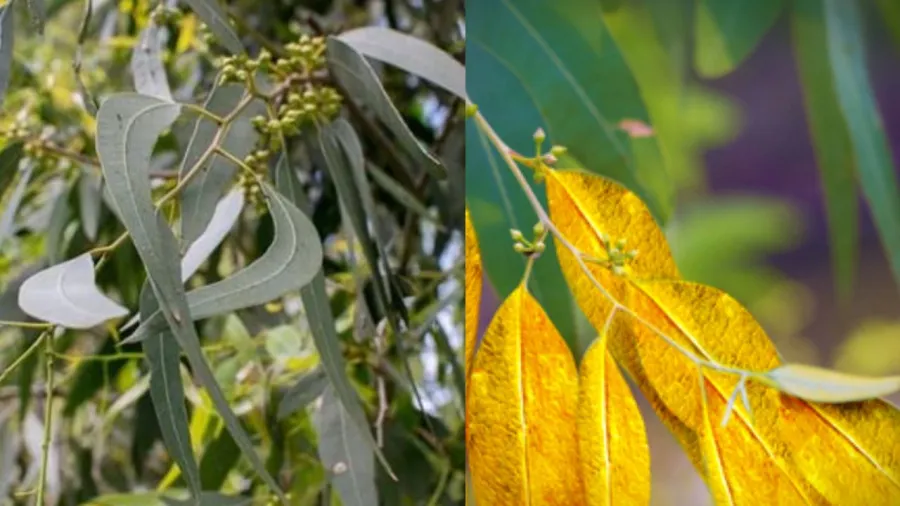 Trong lá bạch đàn có vàng 