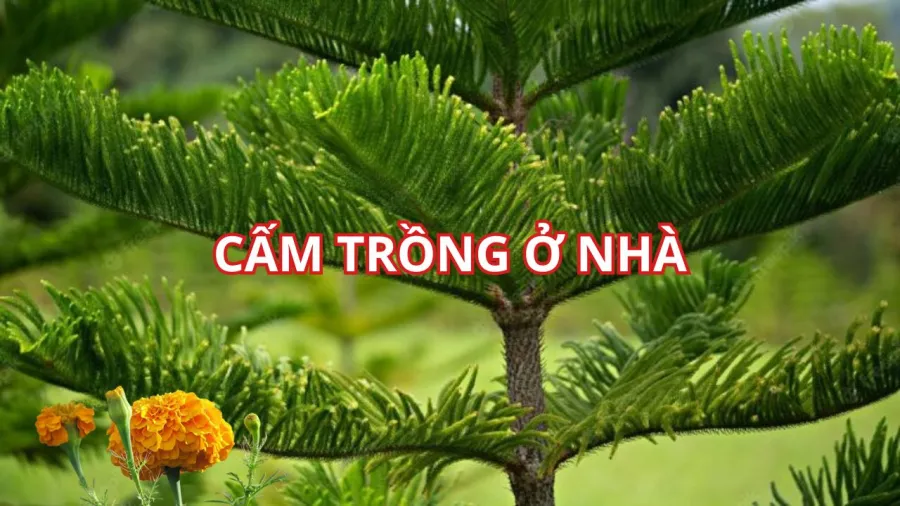 Cây và đồ vật ở nghĩa địa không mang về nhà